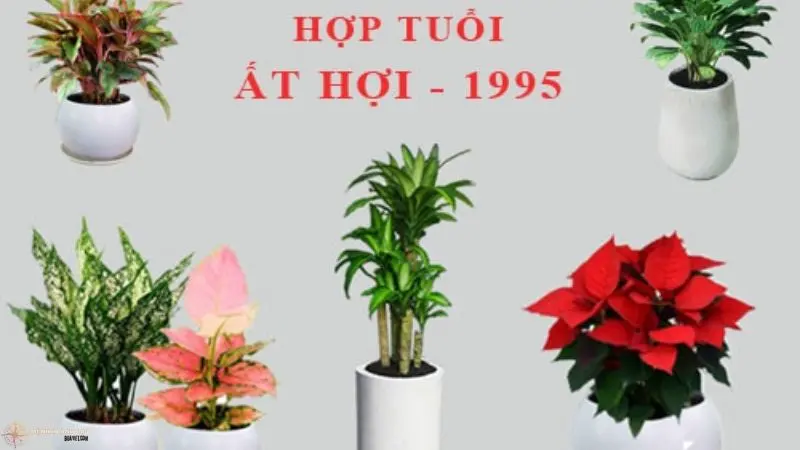 cây hợp mệnh hỏa 1995