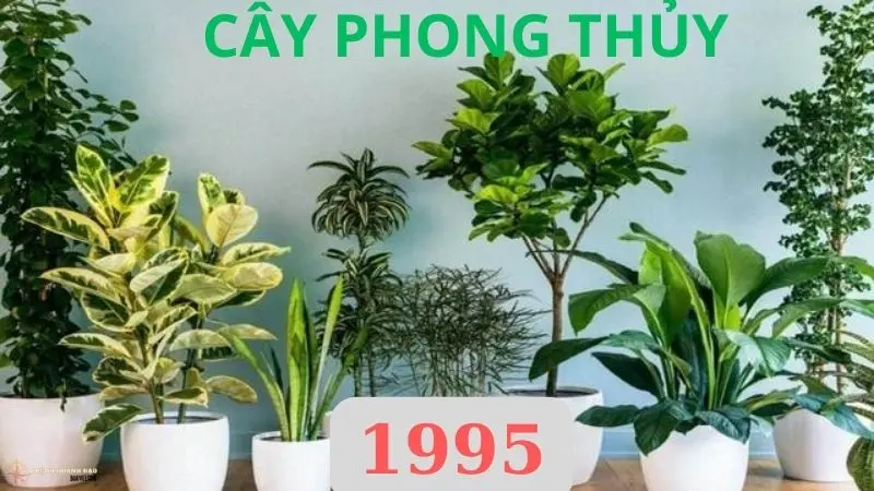 cây hợp mệnh hỏa 1995