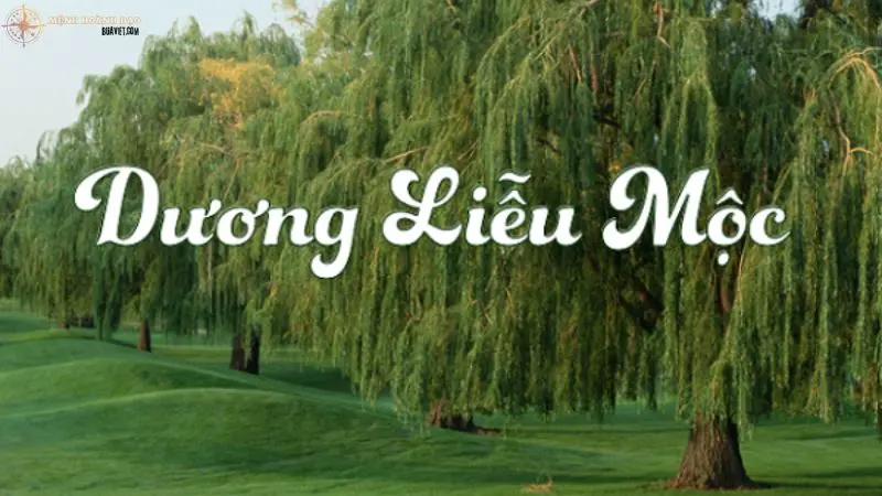 Mệnh Dương Liễu Mộc